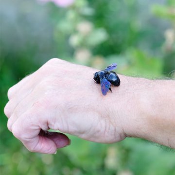 Honey Bee Venom Allergen
