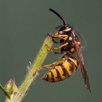 Yellow Jacket Venom  