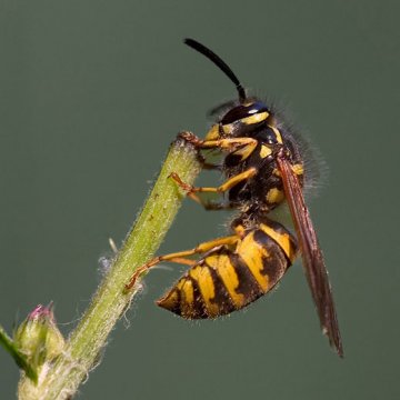 EuropeanHornetVenomAllergenIMP
