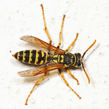 European Paper Wasp Venom