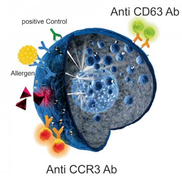 Flow2-CAST - Basophil Act